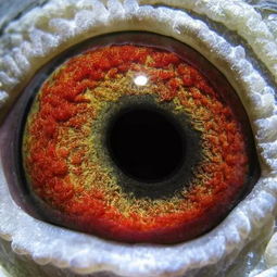 如此驚艷的鴿眼 光學鏡片背后的自然奧秘